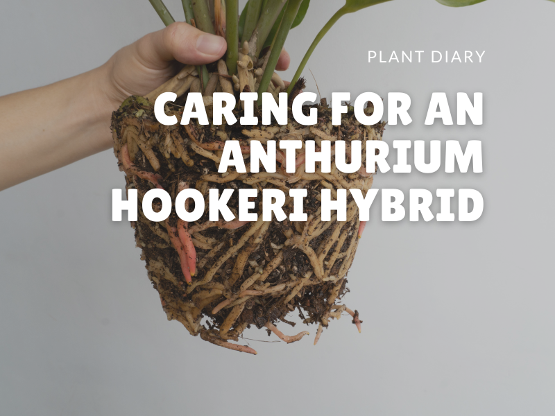 Caring for an anthurium hookeri hybrid