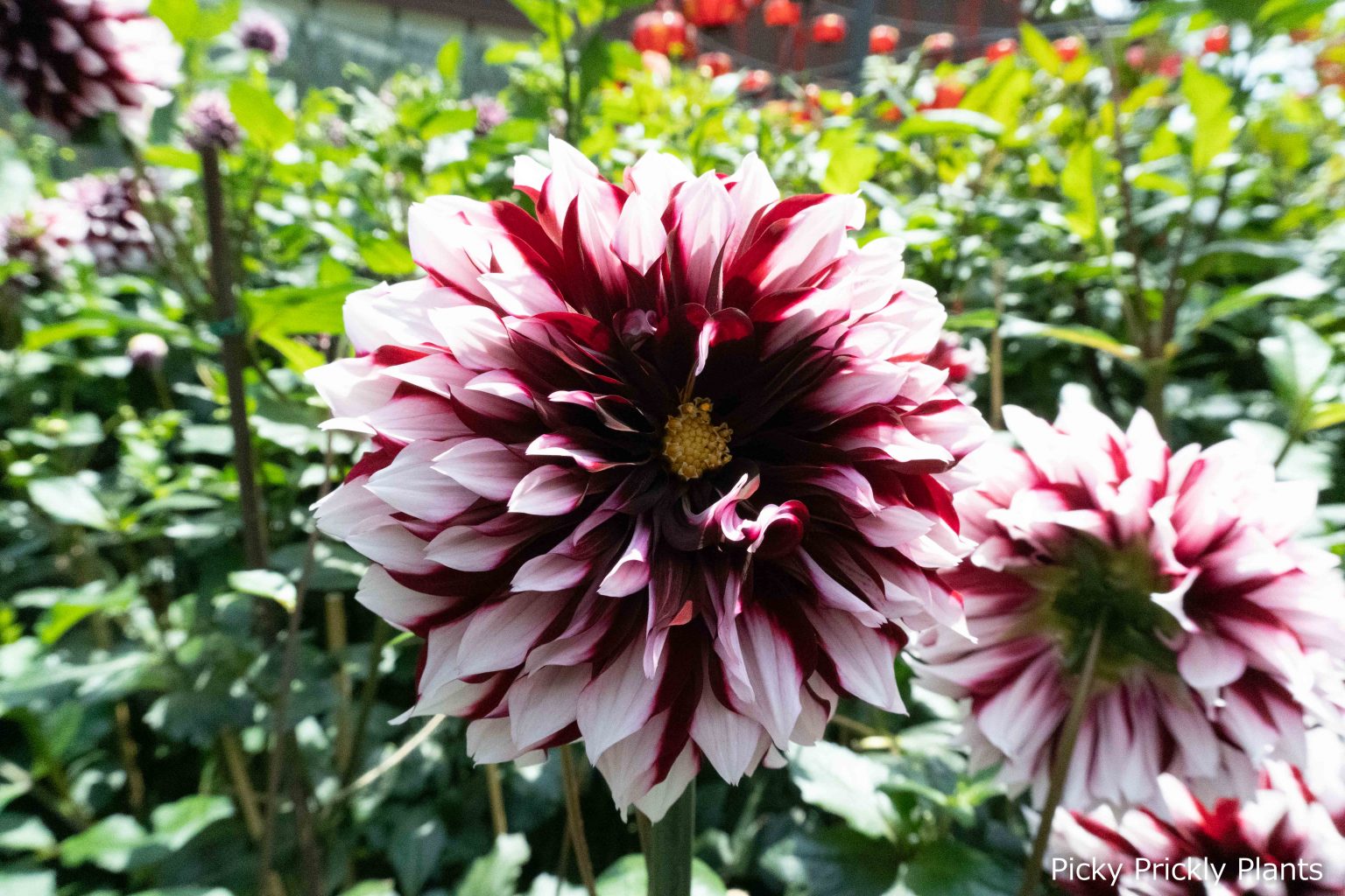 Dahlia Cultivars At The Flower Dome Exhibition Picky Prickly Plants