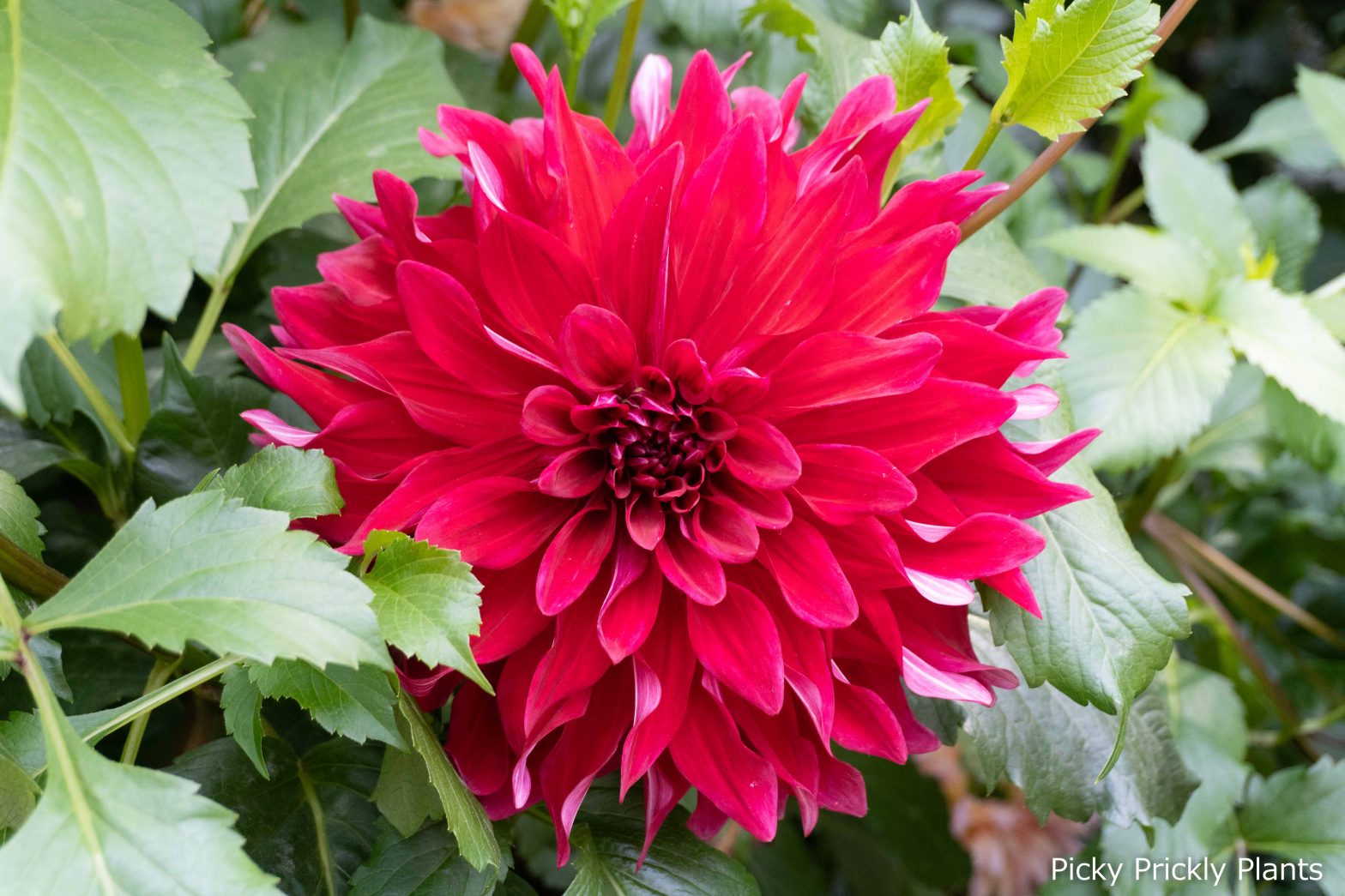 Dahlia Cultivars at the Flower Dome Exhibition - Picky Prickly Plants