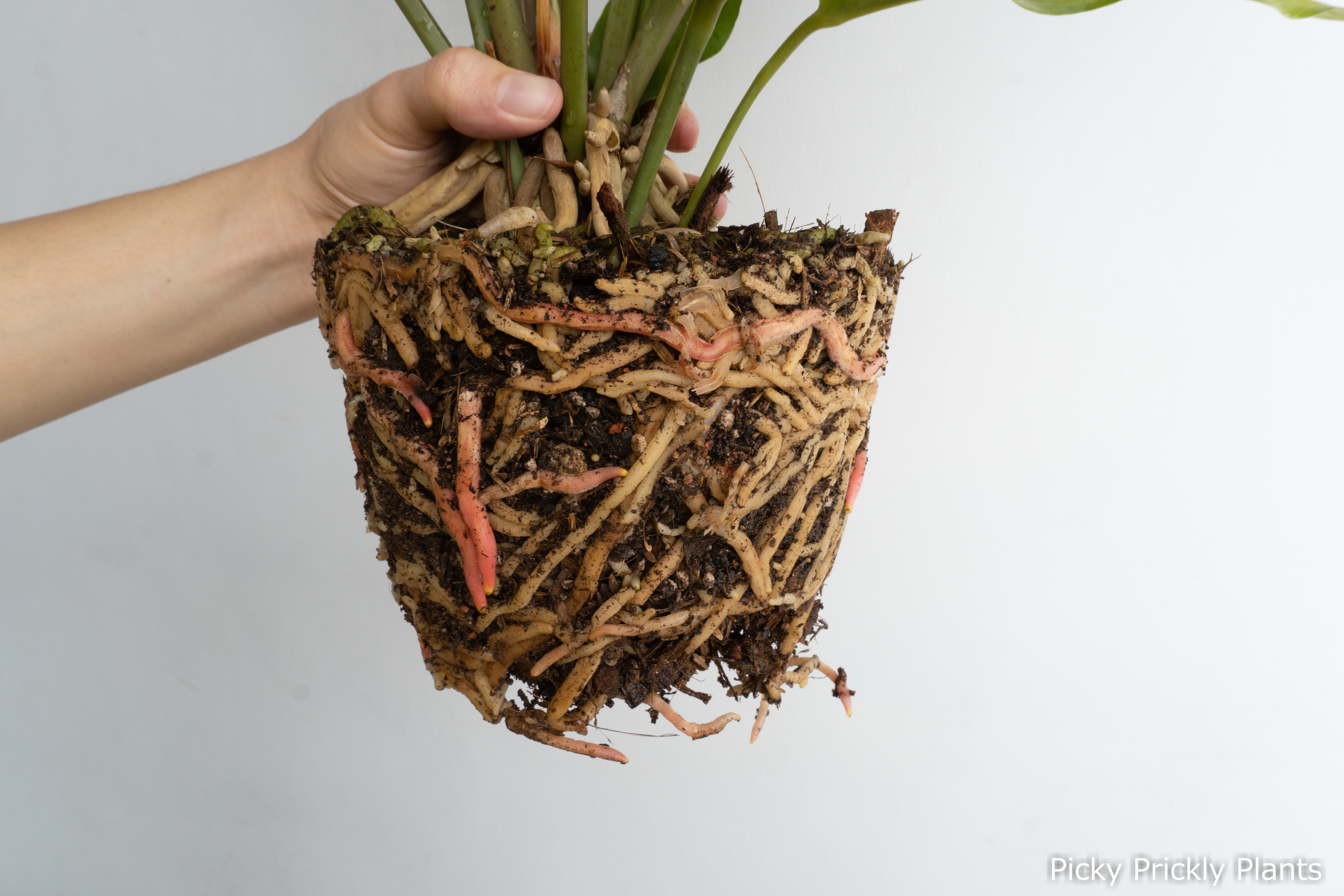 Roots of an Anthurium Hookeri hybrid