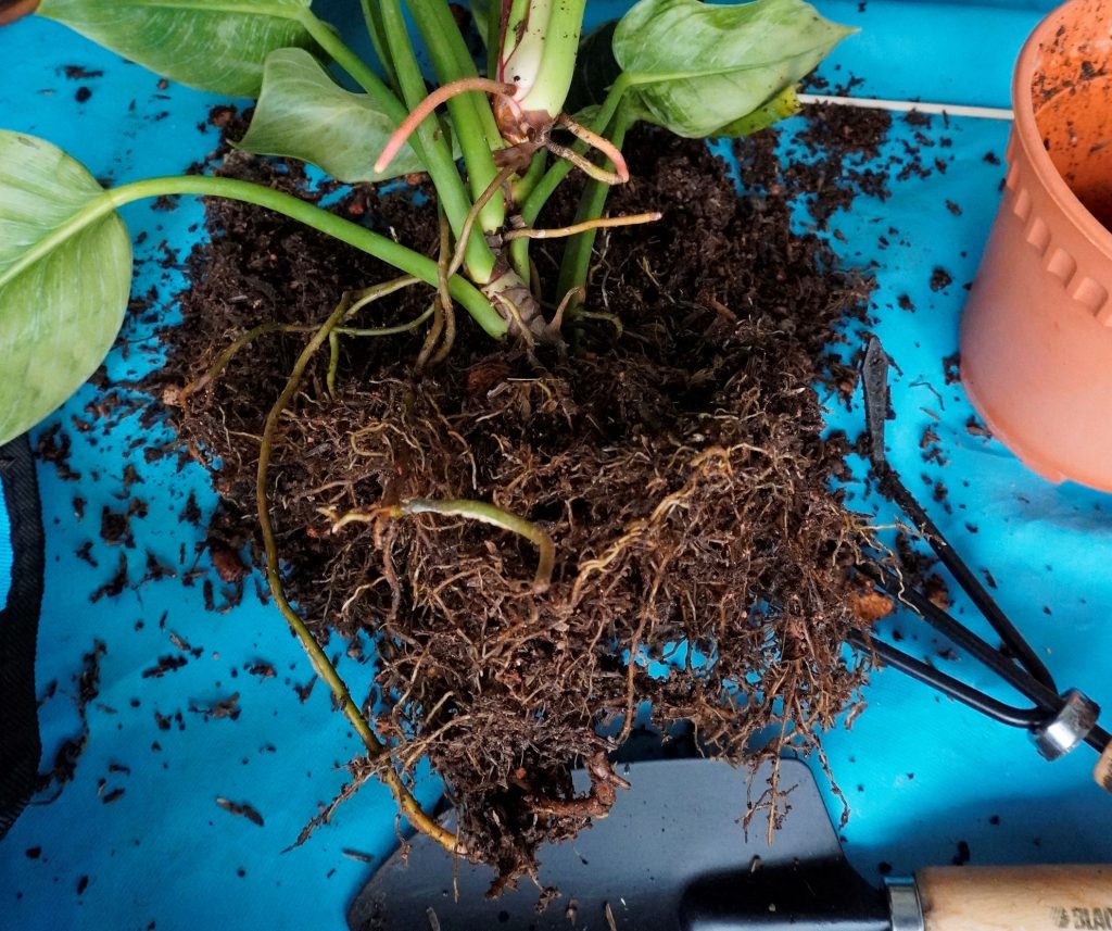 Philodendron Birkin with some signs of root rot