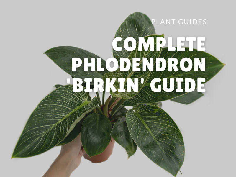 Complete Philodendron Care Guide