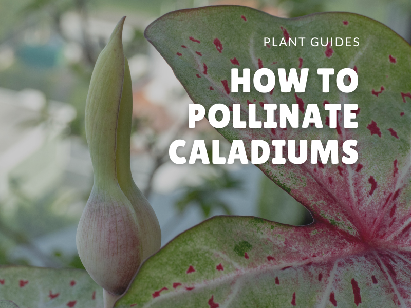 How to pollinate Caladiums Part 1