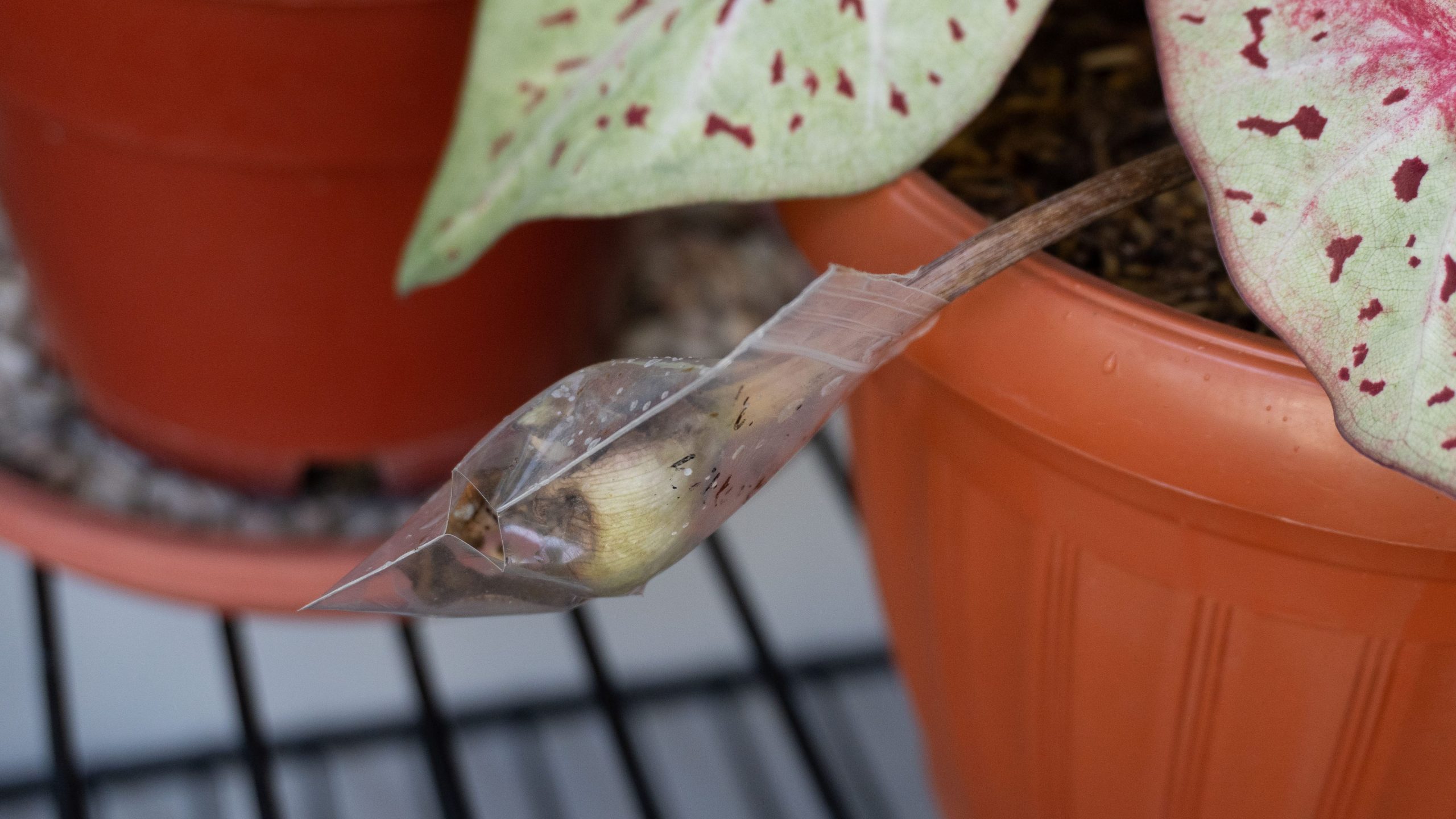 Protecting Caladium flower with plastic ziplock bag